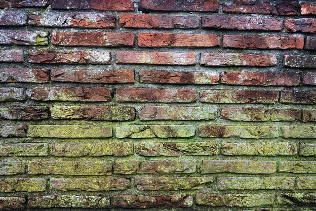 brick wall, mold, beautiful wallpaper, wallpaper 4k, moldy brick wall, desktop backgrounds, full hd wallpaper, hd wallpaper, 4k wallpaper 1920x1080, red brick wall, masonry, cool backgrounds, seam, mac wallpaper, mortar, brickwork, brick texture, free background, free wallpaper, wallpaper hd, brick background, brick backdrop, texture, background, 4k wallpaper, windows wallpaper, laptop wallpaper, backdrop, green mold, weathered, ages, old, grungy. Miami humidity and hurricane season: cleaning and mold prevention for maid teams